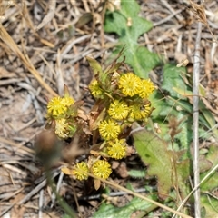 Triptilodiscus pygmaeus (Annual Daisy) at Dunlop, ACT - 19 Nov 2024 by AlisonMilton