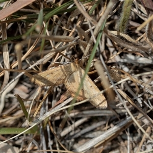 Scopula rubraria at Dunlop, ACT by AlisonMilton