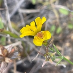 Goodenia humilis (swamp goodenia) at Mount Fairy, NSW - 17 Jan 2025 by JaneR