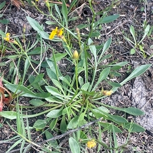 Goodenia humilis at Mount Fairy, NSW - 17 Jan 2025 03:58 PM