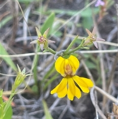 Goodenia humilis at Mount Fairy, NSW - 17 Jan 2025 03:58 PM