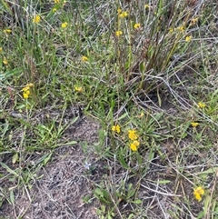 Goodenia humilis at Mount Fairy, NSW - 17 Jan 2025 03:58 PM