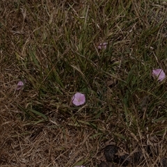 Convolvulus angustissimus (Pink Bindweed) at Fraser, ACT - 19 Nov 2024 by AlisonMilton