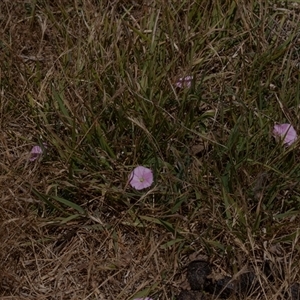 Convolvulus angustissimus subsp. angustissimus at Fraser, ACT by AlisonMilton