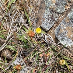 Trifolium campestre at Fraser, ACT - 19 Nov 2024 11:15 AM