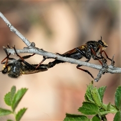 Neoscleropogon sp. (genus) (Robber fly) at Fraser, ACT - 19 Nov 2024 by AlisonMilton