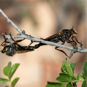 Neoscleropogon sp. (genus) (Robber fly) at Fraser, ACT by AlisonMilton