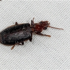 Unidentified Carab beetle (Carabidae) at Higgins, ACT - 3 Dec 2024 by AlisonMilton