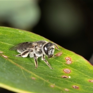 Unidentified Bee (Hymenoptera, Apiformes) at Acton, ACT by AlisonMilton