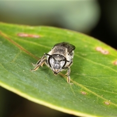 Leioproctus sp. (genus) at Acton, ACT - 11 Dec 2024 09:25 AM