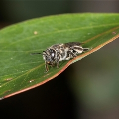 Leioproctus sp. (genus) at Acton, ACT - 11 Dec 2024 09:25 AM