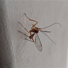 Ichneumonidae (family) (Unidentified ichneumon wasp) at Perth, WA - 17 Jan 2025 by Jade