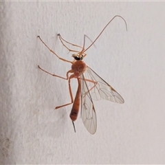 Ichneumonidae (family) at Perth, WA - suppressed