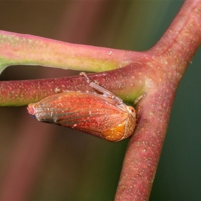 Katipo rubrivenosa (A leafhopper) at Higgins, ACT - 11 Dec 2024 by AlisonMilton