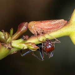 Iridomyrmex purpureus (Meat Ant) at Higgins, ACT - 11 Dec 2024 by AlisonMilton