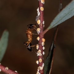 Eriococcidae sp. (family) (Unidentified felted scale) at Gungahlin, ACT - 12 Dec 2024 by AlisonMilton