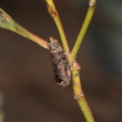 Eurymeloides adspersa (Gumtree hopper) at Gungahlin, ACT - 12 Dec 2024 by AlisonMilton