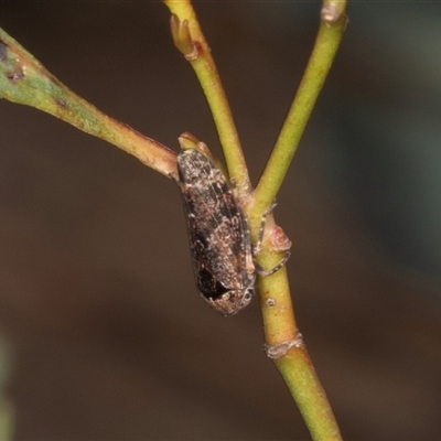 Unidentified Leafhopper or planthopper (Hemiptera, several families) at Gungahlin, ACT - 11 Dec 2024 by AlisonMilton