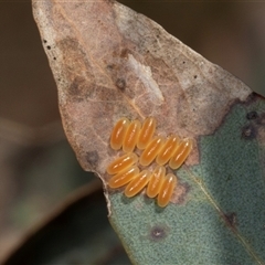 Paropsini sp. (tribe) (Unidentified paropsine leaf beetle) at Gungahlin, ACT - 12 Dec 2024 by AlisonMilton