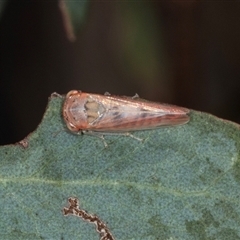 Cicadellidae (family) (Unidentified leafhopper) at Gungahlin, ACT - 12 Dec 2024 by AlisonMilton