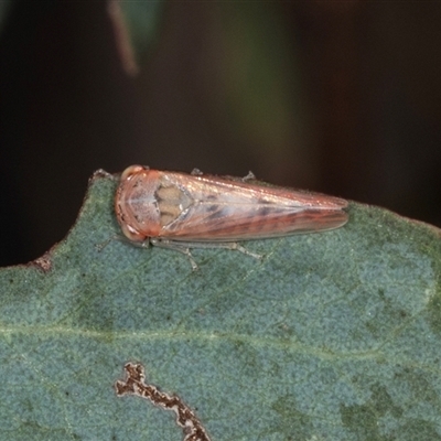 Austroagalloides grisea (A leafhopper) at Gungahlin, ACT - 12 Dec 2024 by AlisonMilton