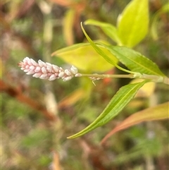 Persicaria lapathifolia at Araluen, NSW - 17 Jan 2025 by JaneR