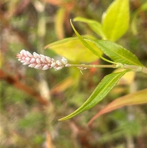 Persicaria lapathifolia at Araluen, NSW - 17 Jan 2025 01:13 PM