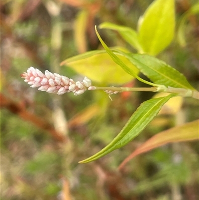 Persicaria lapathifolia (Pale Knotweed) at Araluen, NSW - 17 Jan 2025 by JaneR