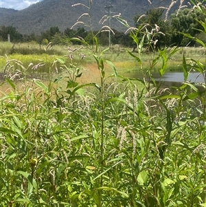 Persicaria lapathifolia at Araluen, NSW - 17 Jan 2025 01:13 PM