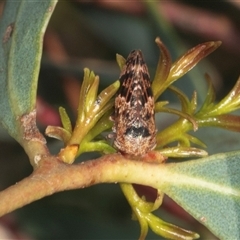 Eurymeloides adspersa (Gumtree hopper) at Gungahlin, ACT - 12 Dec 2024 by AlisonMilton