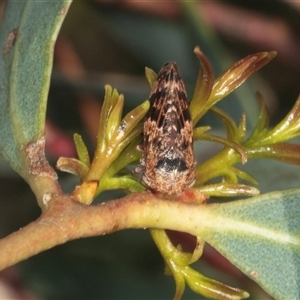 Eurymeloides adspersa at Gungahlin, ACT - 12 Dec 2024