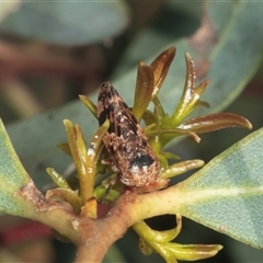 Eurymeloides adspersa at Gungahlin, ACT - 12 Dec 2024