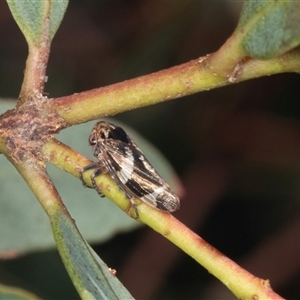 Unidentified Leafhopper or planthopper (Hemiptera, several families) at Gungahlin, ACT by AlisonMilton