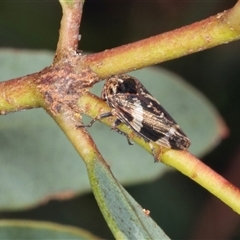 Eurypella tasmaniensis at Gungahlin, ACT - 12 Dec 2024