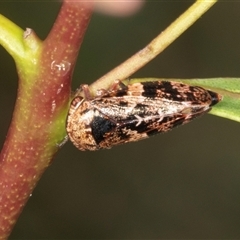 Eurymeloides adspersa (Gumtree hopper) at Gungahlin, ACT - 12 Dec 2024 by AlisonMilton