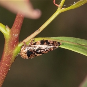 Eurymeloides adspersa at Gungahlin, ACT - 12 Dec 2024 11:12 AM