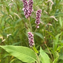 Persicaria orientalis (Princes Feathers) at Araluen, NSW - 17 Jan 2025 by JaneR