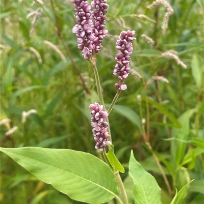 Persicaria orientalis at Araluen, NSW - 17 Jan 2025 by JaneR