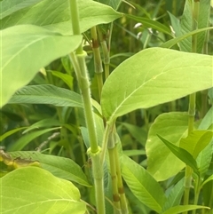 Persicaria orientalis at Araluen, NSW - 17 Jan 2025 01:16 PM