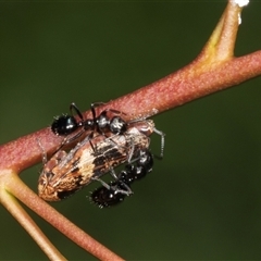 Colobopsis gasseri (An arboreal ant) at Gungahlin, ACT - 12 Dec 2024 by AlisonMilton