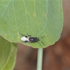 Chalcidoidea (superfamily) (A gall wasp or Chalcid wasp) at Gungahlin, ACT - 12 Dec 2024 by AlisonMilton