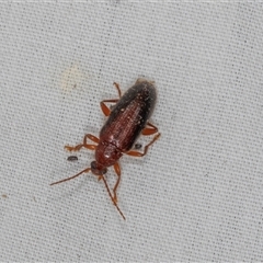 Unidentified Darkling beetle (Tenebrionidae) at Higgins, ACT - 18 Dec 2024 by AlisonMilton