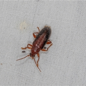 Unidentified Darkling beetle (Tenebrionidae) at Higgins, ACT by AlisonMilton