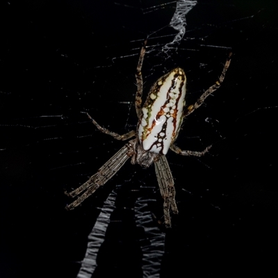 Plebs bradleyi (Enamelled spider) at Bungonia, NSW - 20 Dec 2024 by AlisonMilton