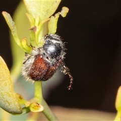 Liparetrus sp. (genus) (Chafer beetle) at Bungonia, NSW - 22 Dec 2024 by AlisonMilton