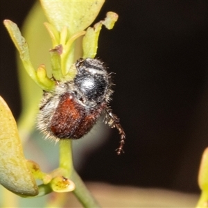 Unidentified Scarab beetle (Scarabaeidae) at Bungonia, NSW by AlisonMilton