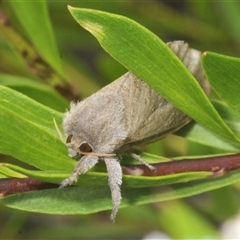 Elhamma australasiae (A Swift or Ghost moth (Hepialidae)) at Coolumburra, NSW - 17 Jan 2025 by Harrisi
