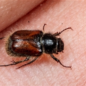 Unidentified Scarab beetle (Scarabaeidae) at Bungonia, NSW by AlisonMilton