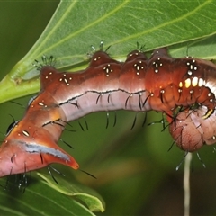 Neola semiaurata at Erowal Bay, NSW - 16 Jan 2025 by Harrisi