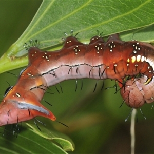 Neola semiaurata at Erowal Bay, NSW by Harrisi